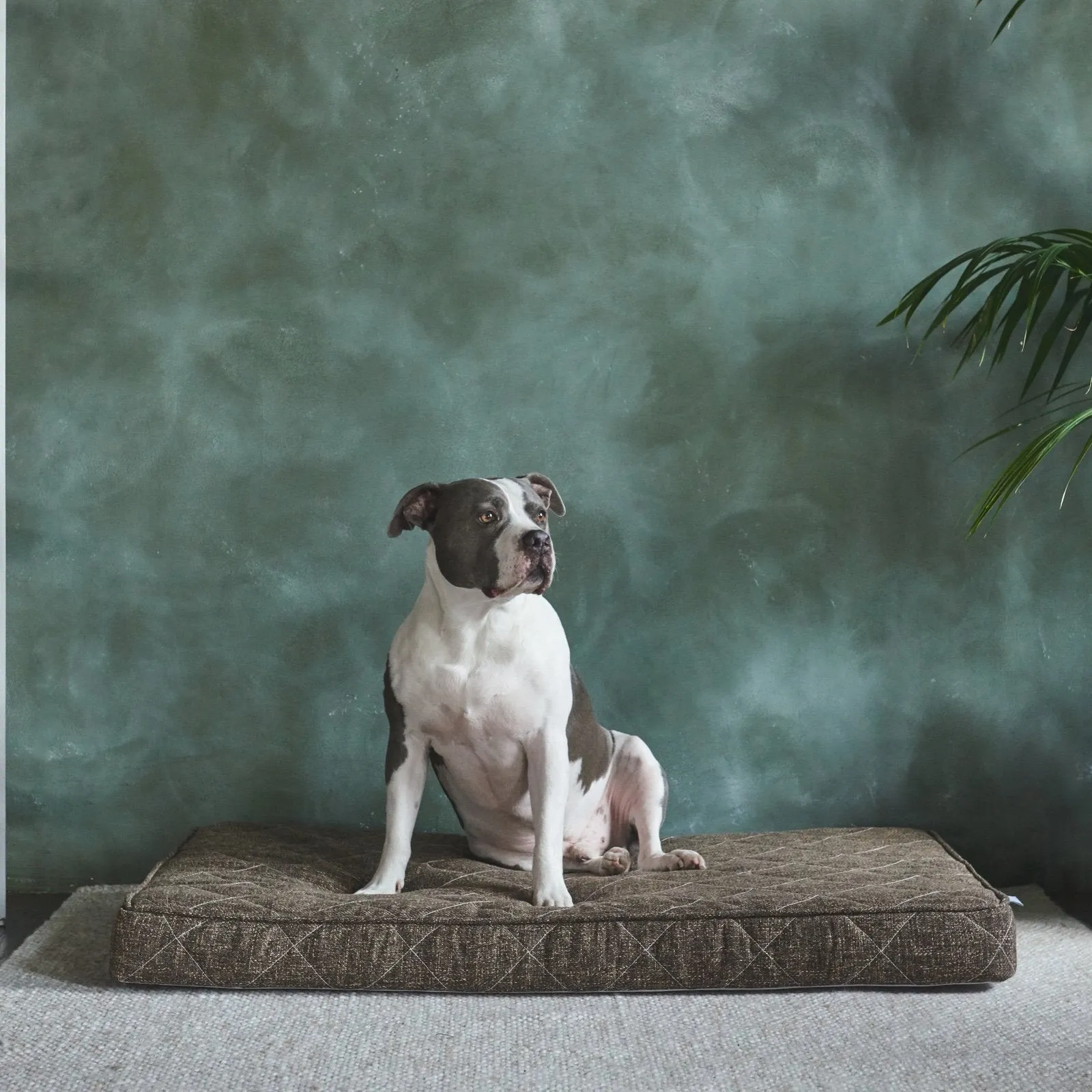 Griffith Pet Bed